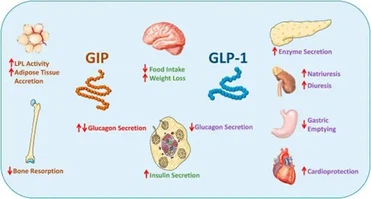 glucagon uses | Shaanxi BLOOM Tech Co., Ltd glucagon uses | Shaanxi BLOOM Tech Co., Ltd