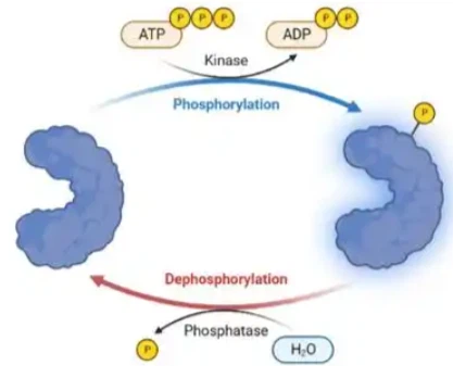 SLU-PP-332 Factory | Shaanxi BLOOM Tech Co., Ltd SLU-PP-332 Factory | Shaanxi BLOOM Tech Co., Ltd