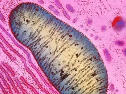 SLU-PP-332 Buy | Shaanxi BLOOM Tech Co., Ltd SLU-PP-332 Buy | Shaanxi BLOOM Tech Co., Ltd